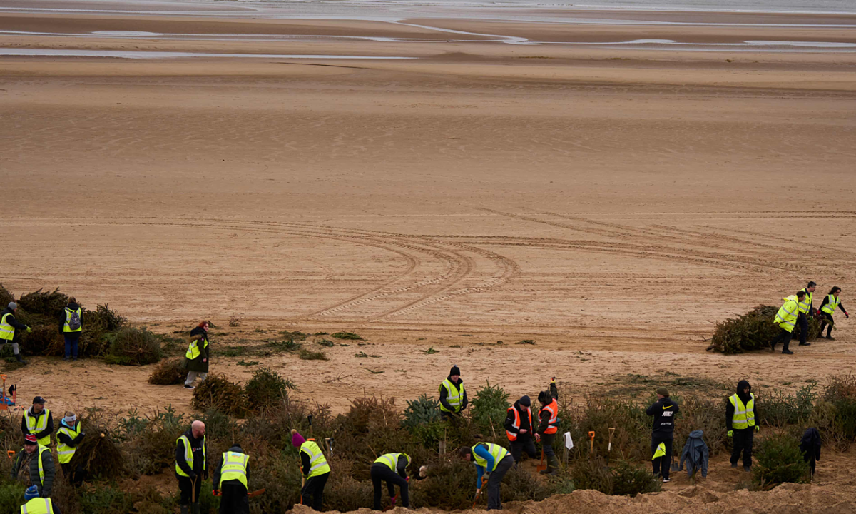 Dựng 2.000 cây thông lễ hội bỏ đi thành lũy chắn sóng