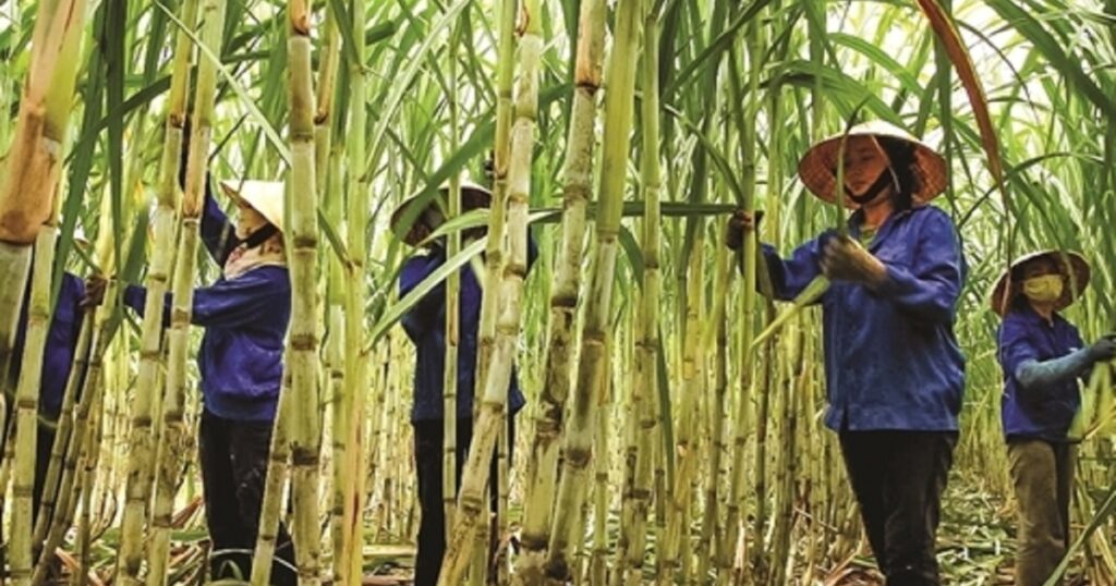 Thừa cung, buôn lậu bủa vây: Ngành mía đường đối mặt giai đoạn khẩn cấp