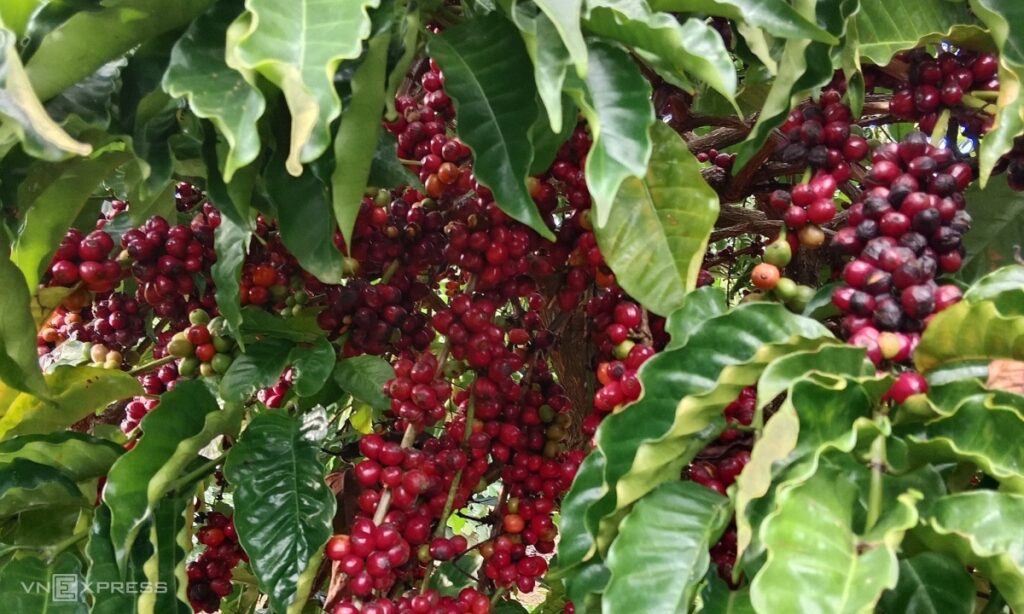 Nhiều nông dân trúng đậm nhờ giá cà phê, sầu riêng neo cao
