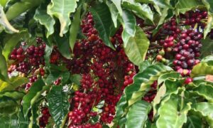 Nhiều nông dân trúng đậm nhờ giá cà phê, sầu riêng neo cao