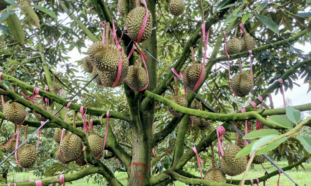 Nhiều 'đại gia' nông nghiệp lãi kỷ lục