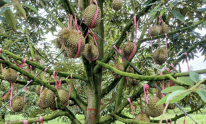 Nhiều 'đại gia' nông nghiệp lãi kỷ lục