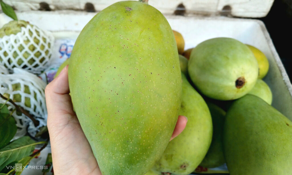 200.000 đồng một kg xoài cát Hòa Lộc chưng Tết