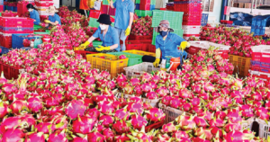 Thanh long xuất khẩu sang EU chịu kiểm tra với tần suất 50% là chưa chính xác