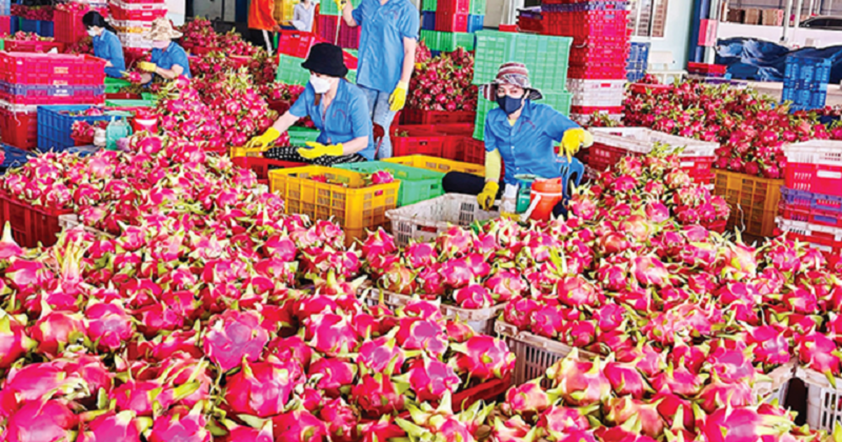 Thanh long xuất khẩu sang EU chịu kiểm tra với tần suất 50% là chưa chính xác