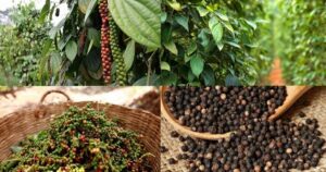 Việt Nam củng cố vị thế trung tâm hồ tiêu toàn cầu