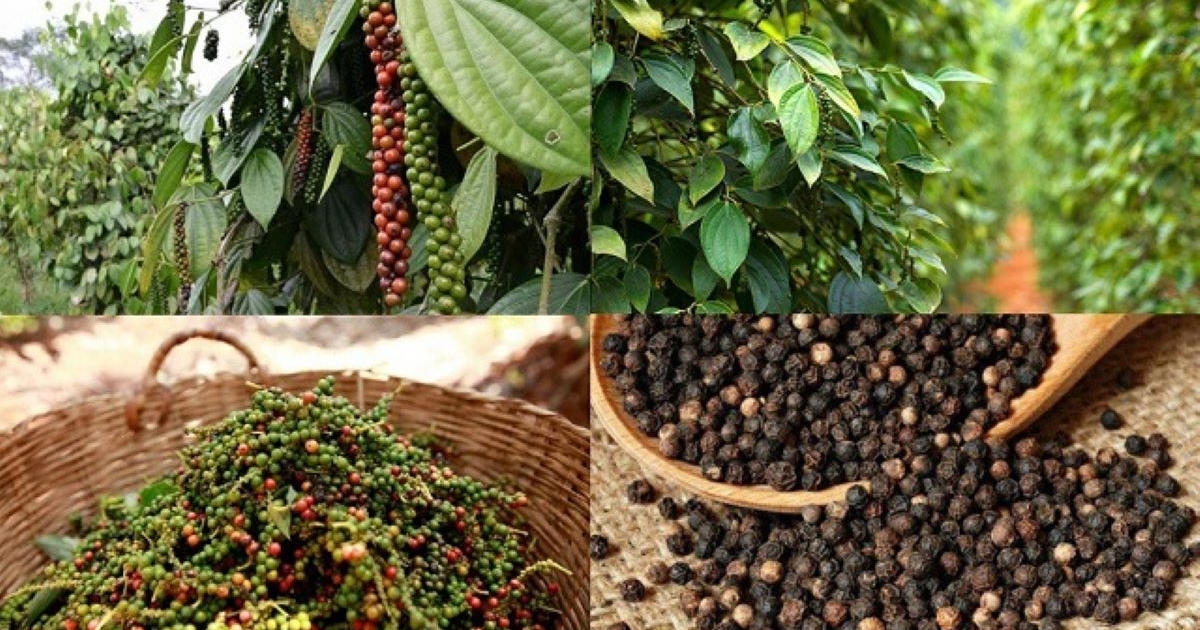 Việt Nam củng cố vị thế trung tâm hồ tiêu toàn cầu