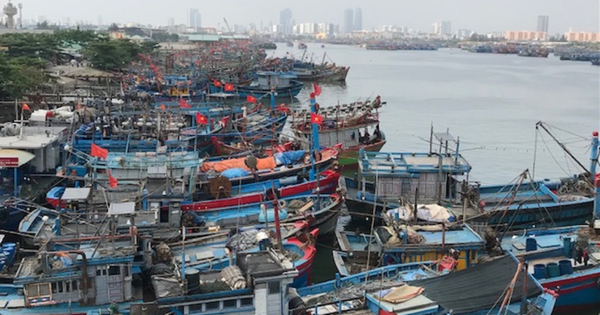 Đà Nẵng đẩy mạnh hỗ trợ, phát triển thủy sản bền vững