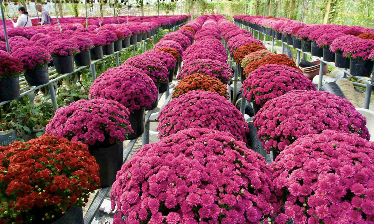 Người Nhật chi hơn 6.000 tỷ đồng mua rau quả Việt