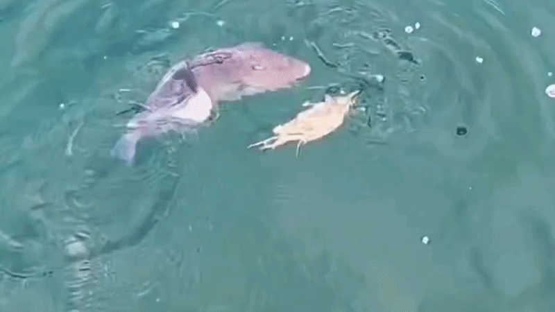 Cá bò đại chiến cua, trận chiến như phim tiên hiệp