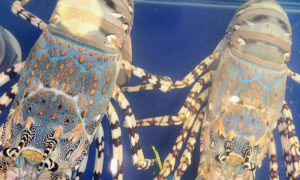 Xuất khẩu sầu riêng, tôm hùm sang Trung Quốc tăng vọt