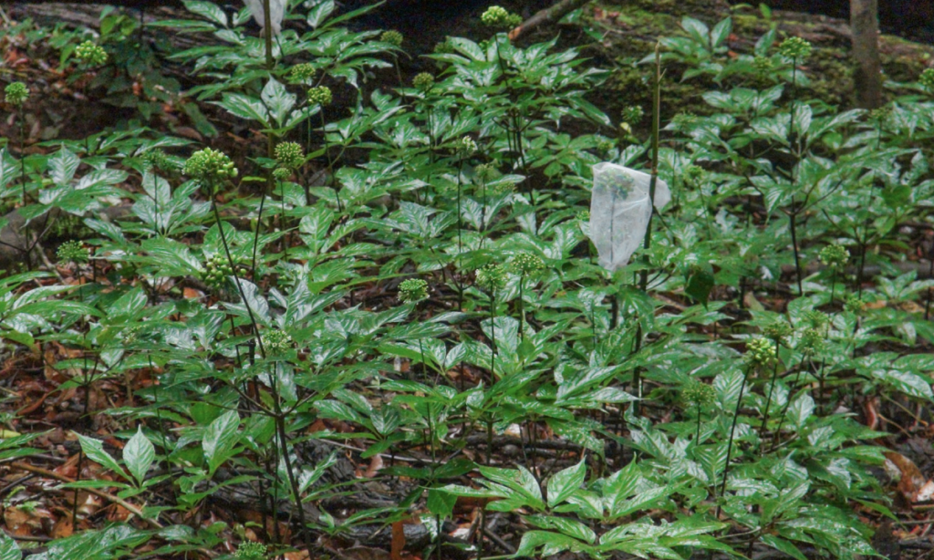 Vì sao sâm Ngọc Linh chưa trở thành ngành công nghiệp tỷ USD?