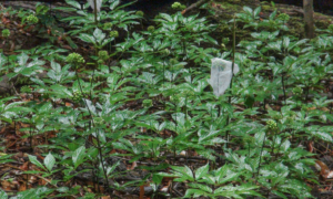 Vì sao sâm Ngọc Linh chưa trở thành ngành công nghiệp tỷ USD?