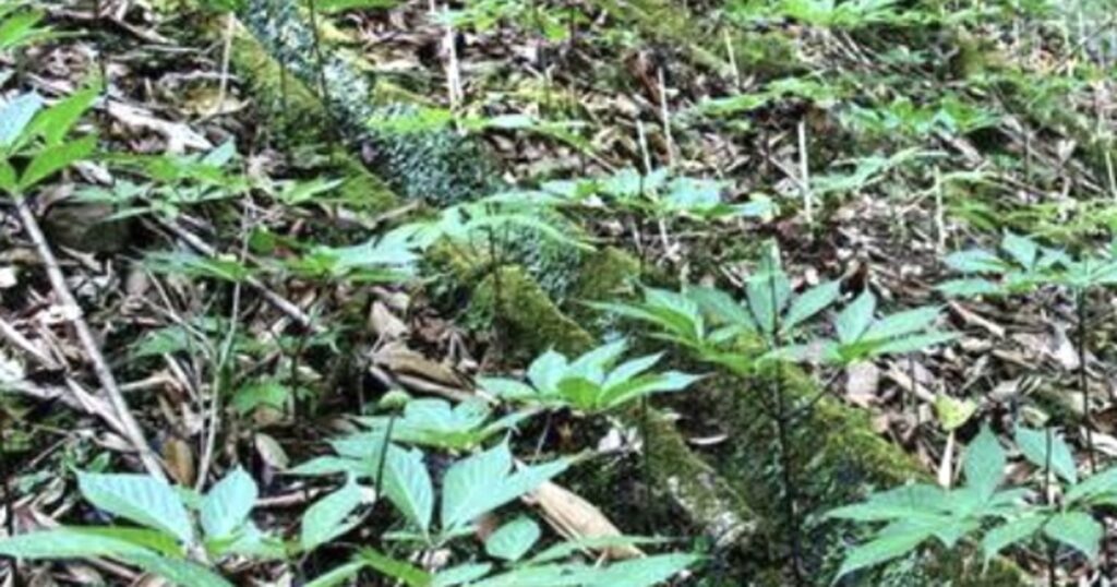 Đà Nẵng đẩy mạnh trồng sâm Ngọc Linh dưới tán rừng