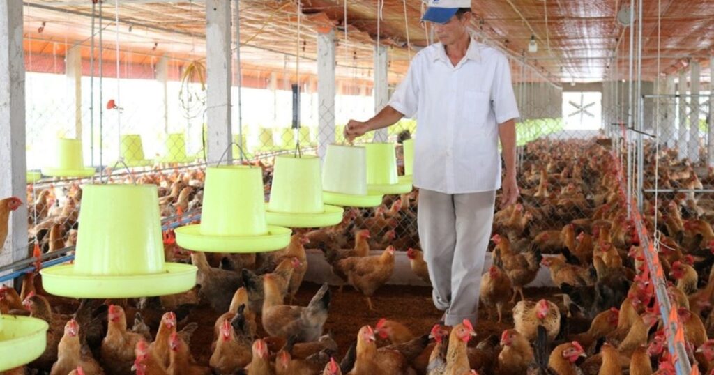 Chi phí đầu vào tăng cao: Ngành chăn nuôi, thủy sản chịu sức ép lớn