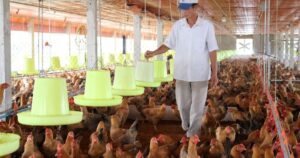 Chi phí đầu vào tăng cao: Ngành chăn nuôi, thủy sản chịu sức ép lớn