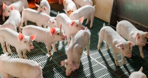 Trại GGP Lạc Thủy dẫn đầu về hiệu quả chăn nuôi heo nái cấp giống cao nhất