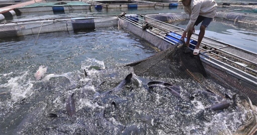 Phát triển nuôi trồng thủy sản hồ chứa: Mục tiêu đến 2030 đạt tổng giá trị 16.000 tỷ đồng