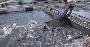 Phát triển nuôi trồng thủy sản hồ chứa: Mục tiêu đến 2030 đạt tổng giá trị 16.000 tỷ đồng