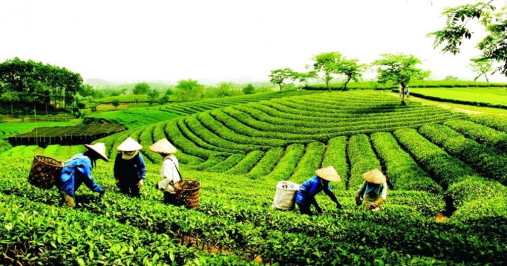 Tính đến hết năm 2025, cả nước có hơn 36 nghìn hợp tác xã, đóng góp khoảng 4,8% GDP