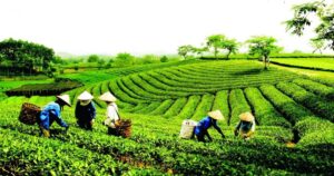 Tính đến hết năm 2025, cả nước có hơn 36 nghìn hợp tác xã, đóng góp khoảng 4,8% GDP