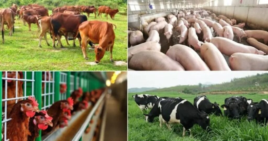 Chăn nuôi Việt Nam bứt phá nhờ khoa học và công nghệ