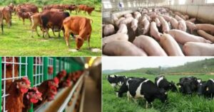 Chăn nuôi Việt Nam bứt phá nhờ khoa học và công nghệ