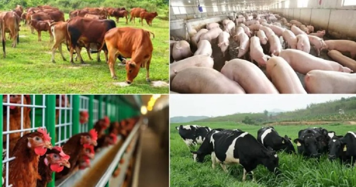 Chăn nuôi Việt Nam bứt phá nhờ khoa học và công nghệ