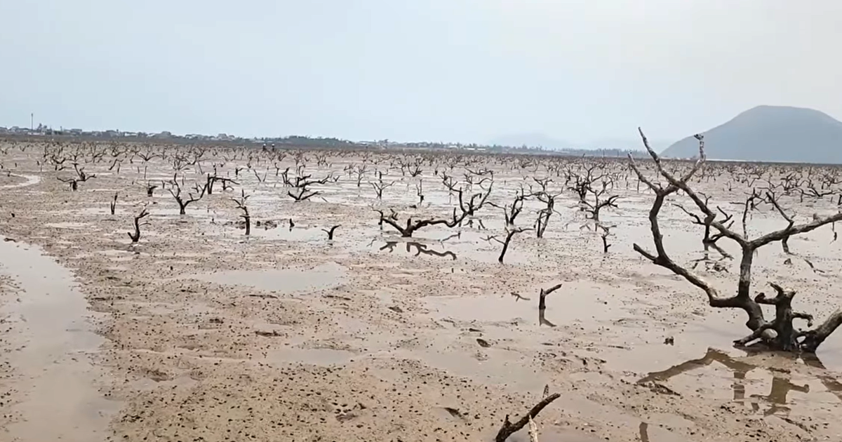 Hà Tĩnh: “Lá chắn xanh” ven biển bị suy yếu sau thiên tai