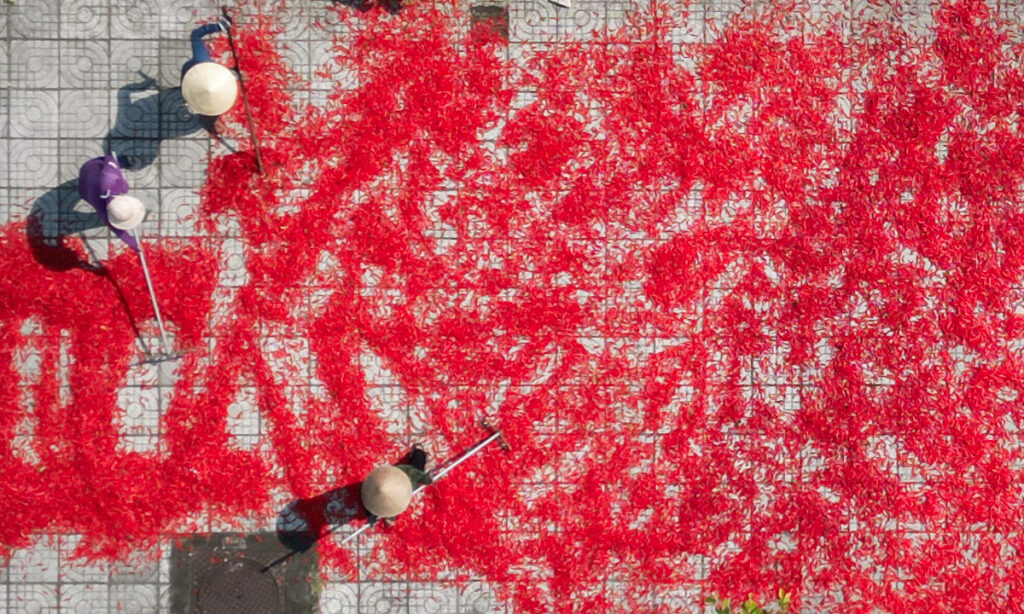 Giá ớt giảm hơn chục lần