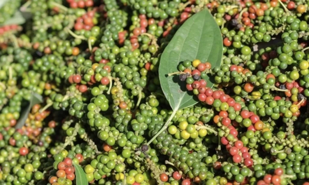 Doanh nghiệp hồ tiêu thiệt hại gần 600.000 USD vì bẫy thanh toán