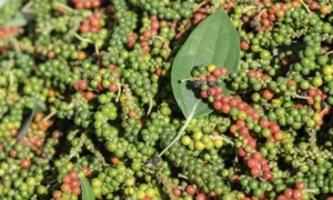 Doanh nghiệp hồ tiêu thiệt hại gần 600.000 USD vì bẫy thanh toán