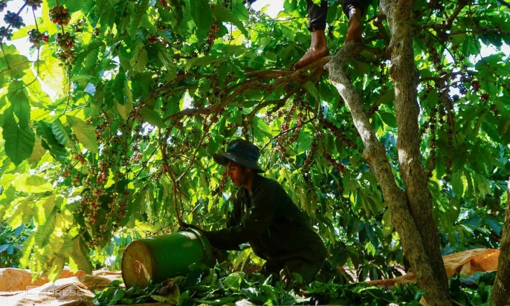 Giá cà phê lao dốc