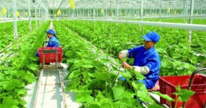 Hỗ trợ tới 60.000 EUR các sáng kiến chuyển đổi xanh do phụ nữ dẫn dắt