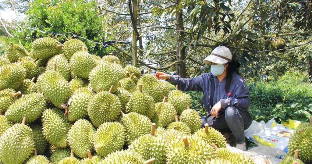 Đồng bằng sông Cửu Long tái cấu trúc nông nghiệp dưới áp lực thị trường và khí hậu