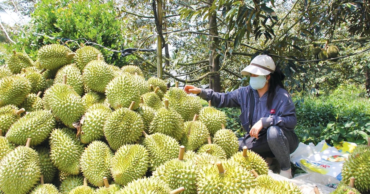 Đồng bằng sông Cửu Long tái cấu trúc nông nghiệp dưới áp lực thị trường và khí hậu