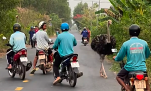 Người dân vây bắt đàn đà điểu chạy loạn trên đường