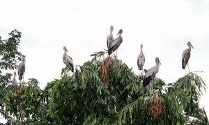 Vĩnh Long cấp tốc bảo vệ vườn chim quý sau cầu cứu của lão nông