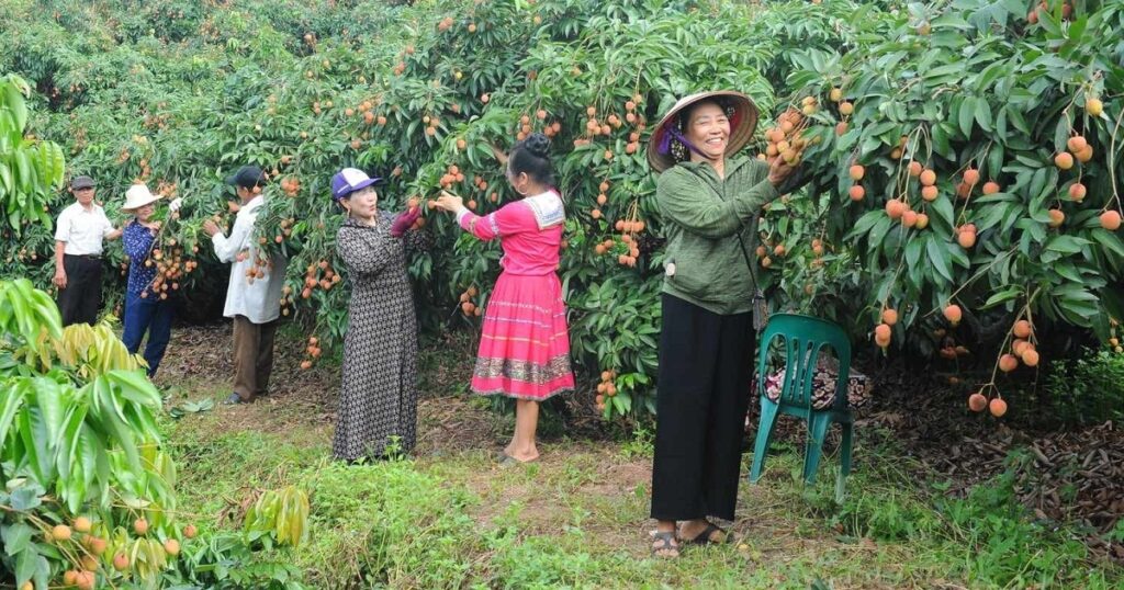 Triển khai đồng bộ giải pháp thúc đẩy tiêu thụ vải thiều niên vụ 2026