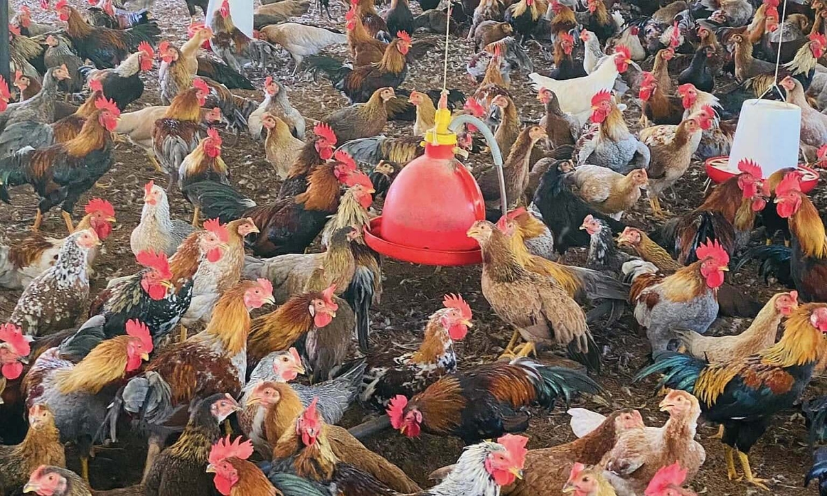 Giá gà và trứng lao dốc, người nuôi lỗ nặng