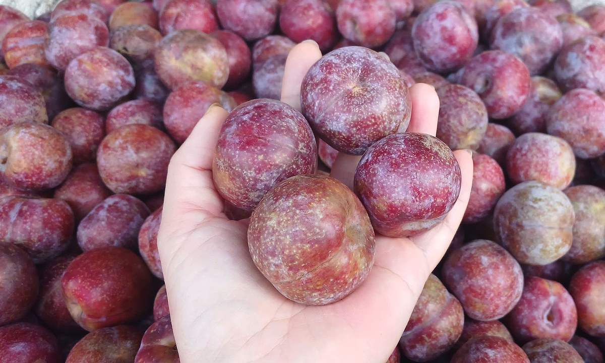 Nhiều loại trái cây 'rẻ như rau'