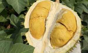 Giá nhiều trái cây lao dốc
