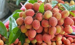 Vải thiều mất mùa
