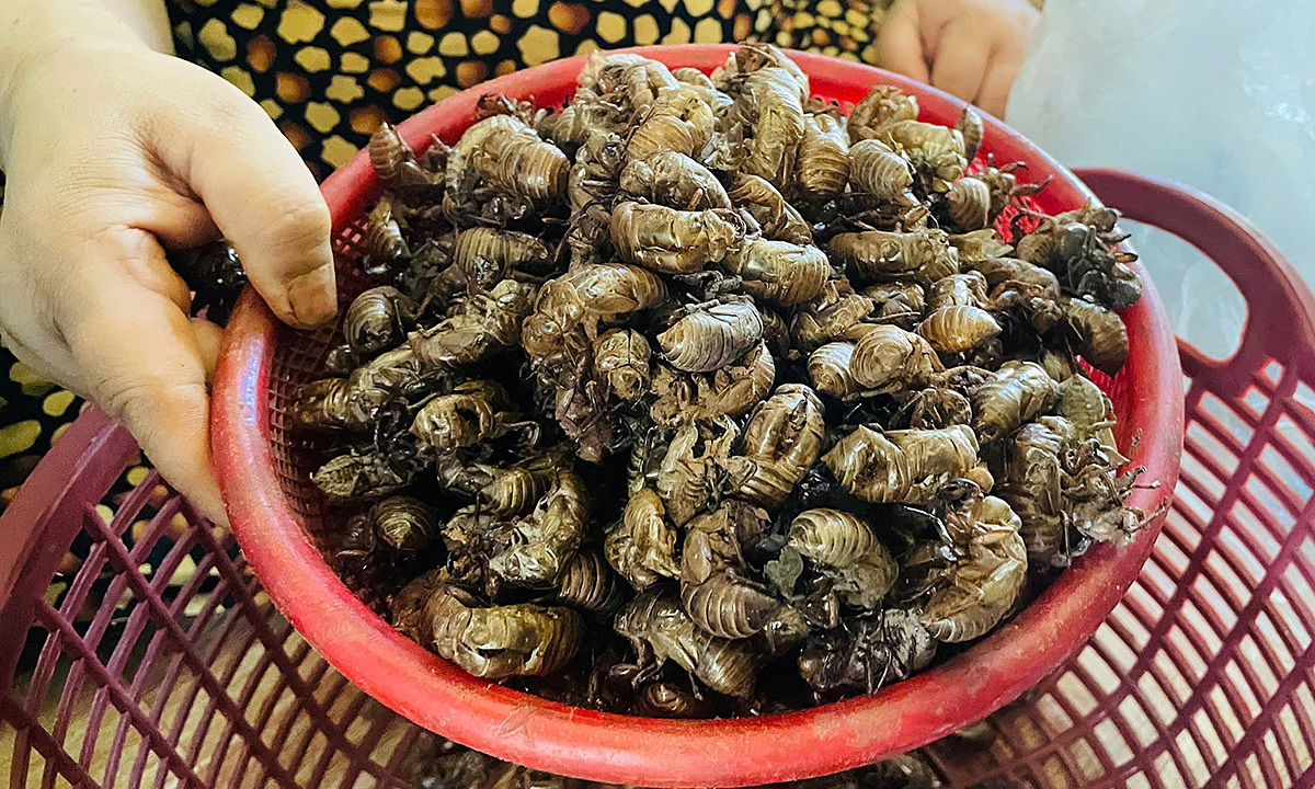 Đổ xô nhặt xác ve sầu bán tiền triệu