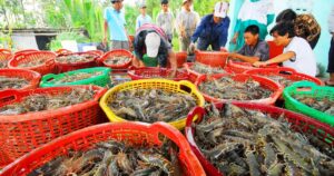 778 doanh nghiệp thủy sản Việt Nam được cấp phép xuất khẩu vào Đài Loan