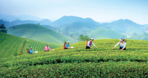 Xứ trà Thái Nguyên trên con đường phát triển du lịch xanh