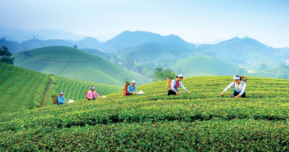 Xứ trà Thái Nguyên trên con đường phát triển du lịch xanh