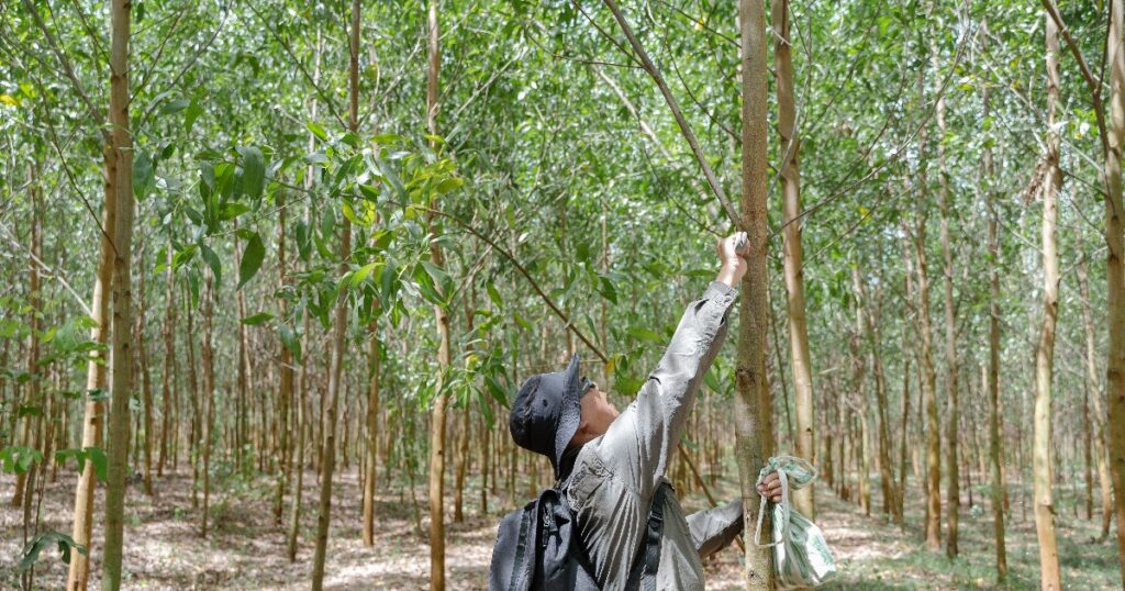 Liên kết vùng nguyên liệu mở hướng phát triển bền vững cho ngành gỗ Việt Nam