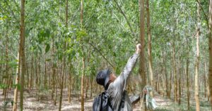 Liên kết vùng nguyên liệu mở hướng phát triển bền vững cho ngành gỗ Việt Nam