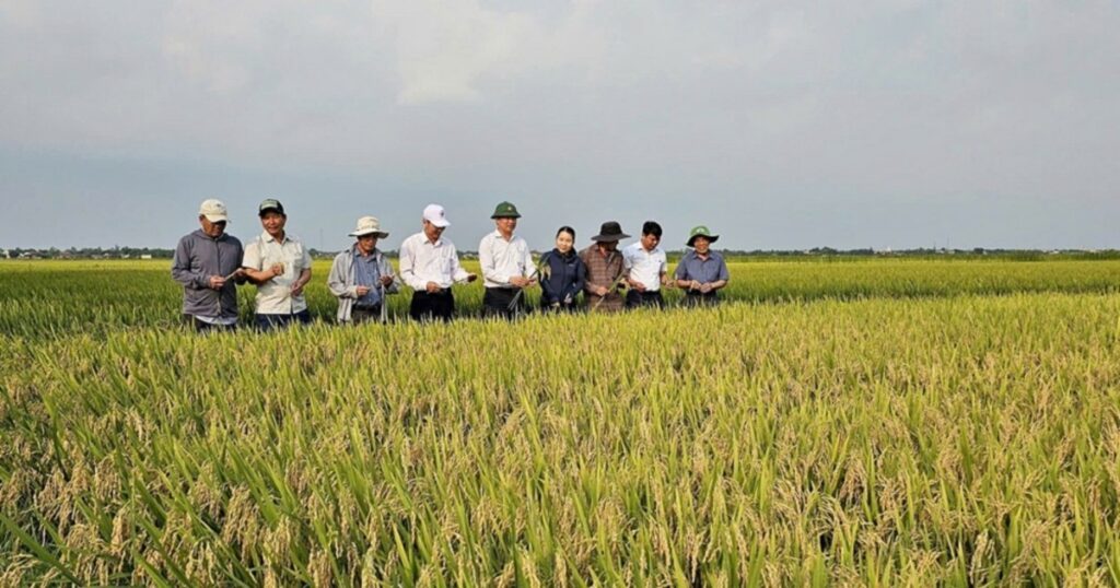 Nông nghiệp 6 tháng đầu năm 2026: Tăng trưởng vững chắc, nâng cao giá trị và hiệu quả